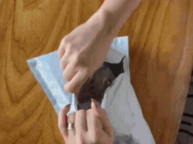 POWER RANGERS, é hora de Morfar! ⚔️